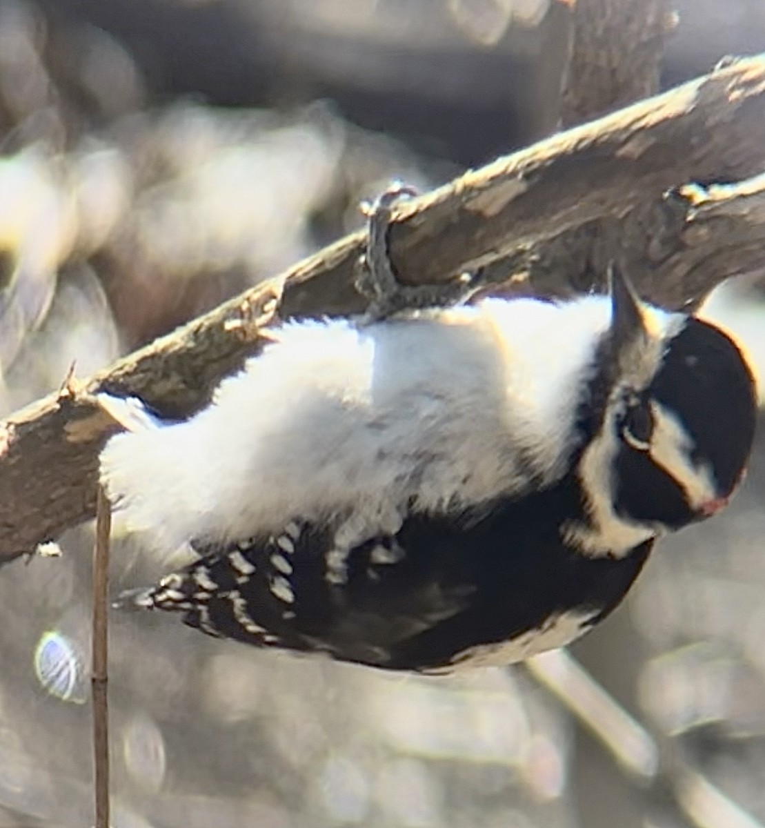 Downy Woodpecker - ML563817481