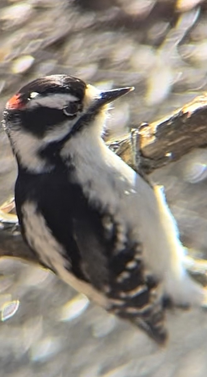 Downy Woodpecker - ML563817491