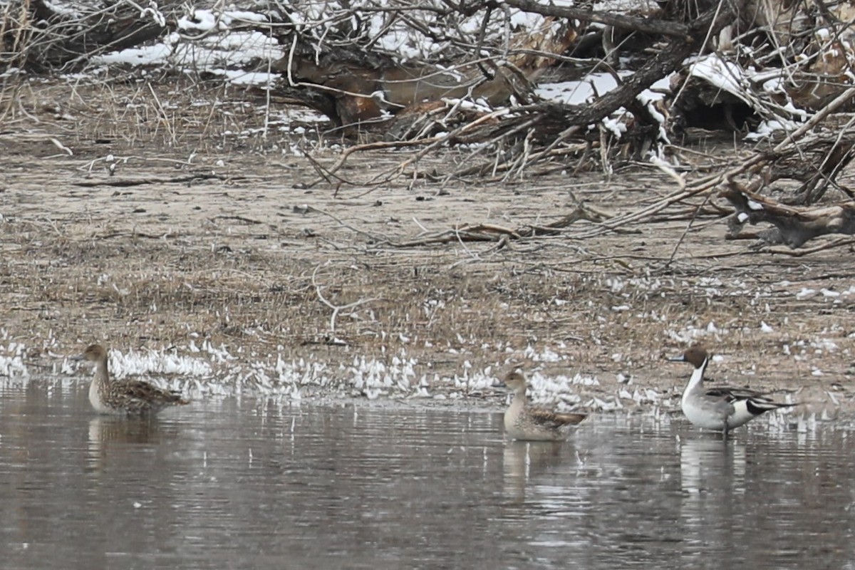 Northern Pintail - ML563817581