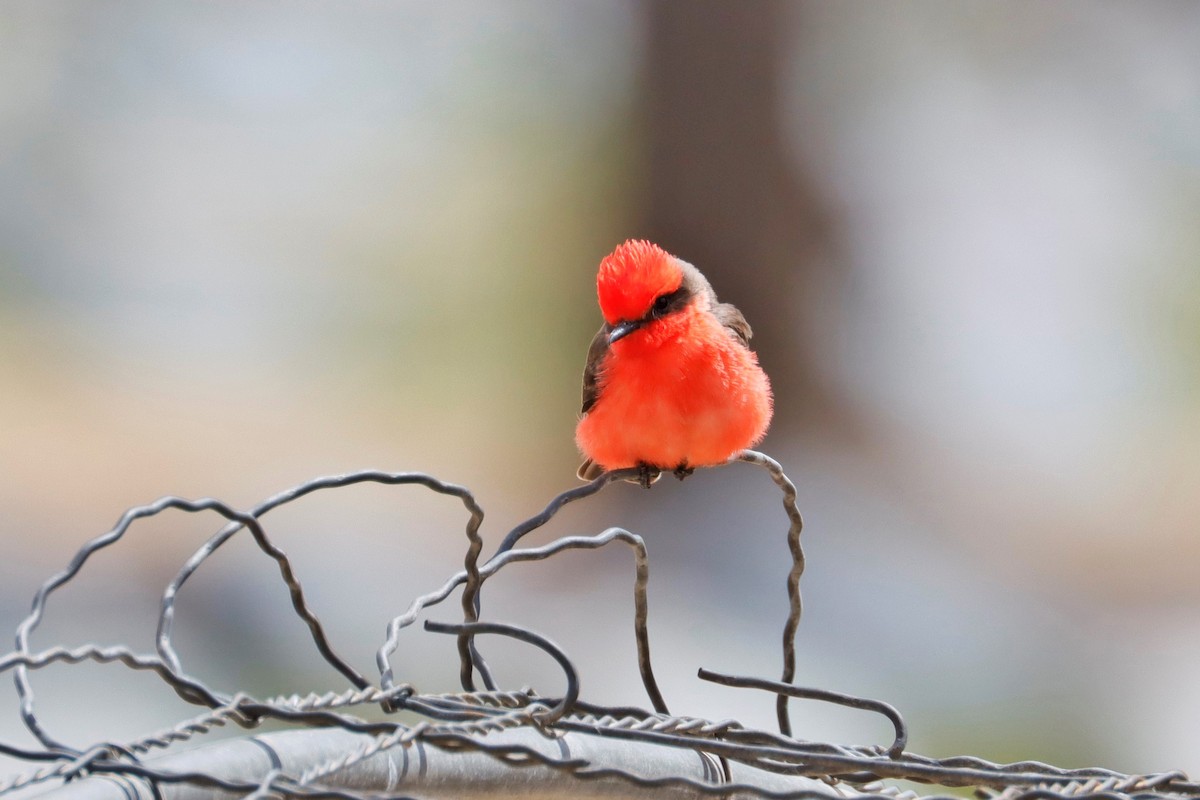 Vermilion Flycatcher - ML563817911