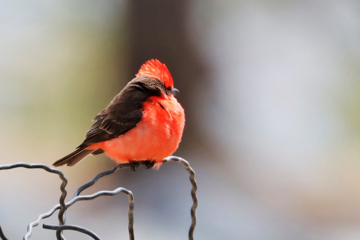 Vermilion Flycatcher - ML563817921