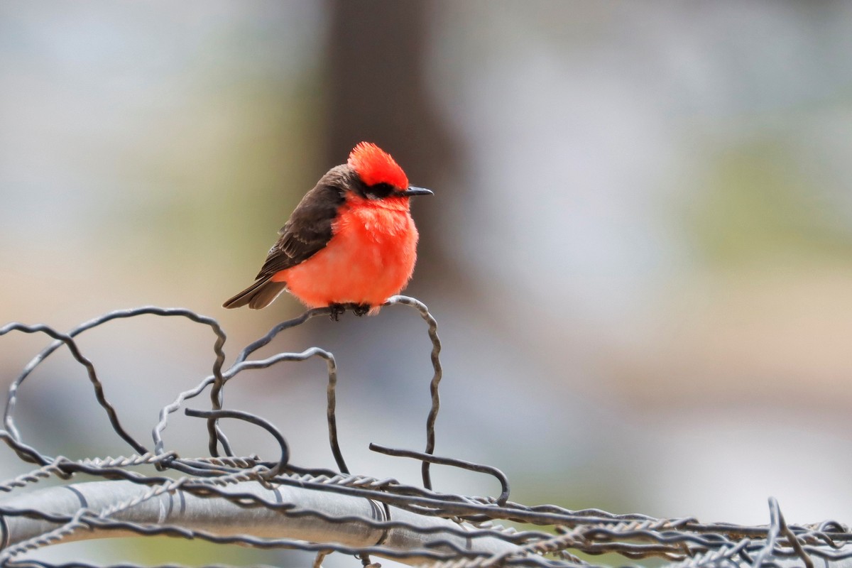 Vermilion Flycatcher - ML563817931