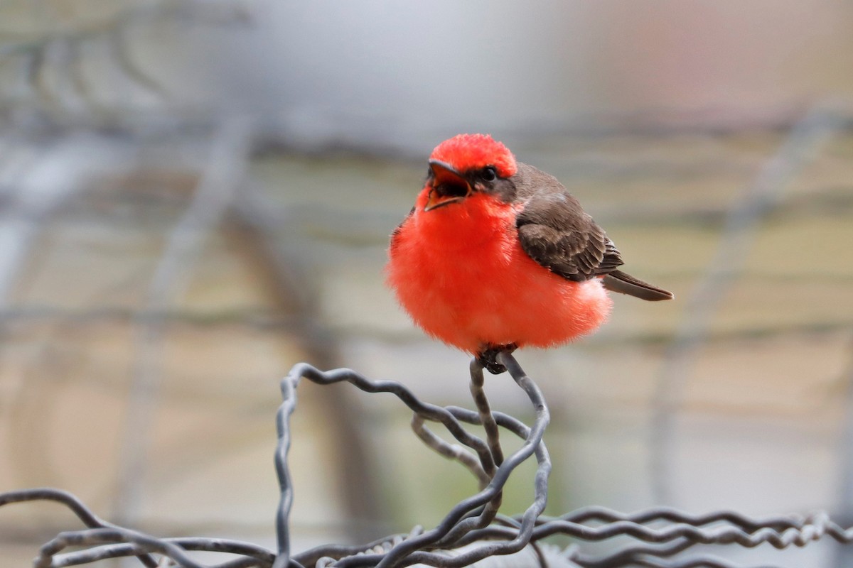 Vermilion Flycatcher - ML563817941