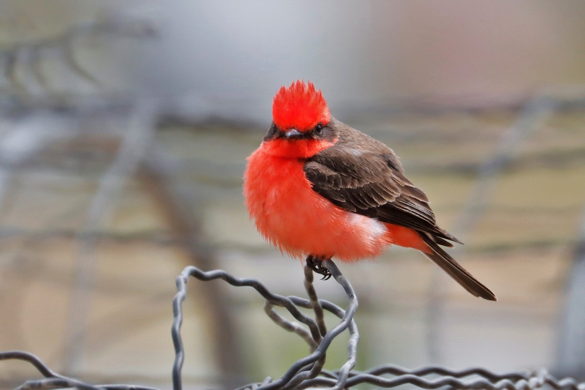 Vermilion Flycatcher - ML563817951