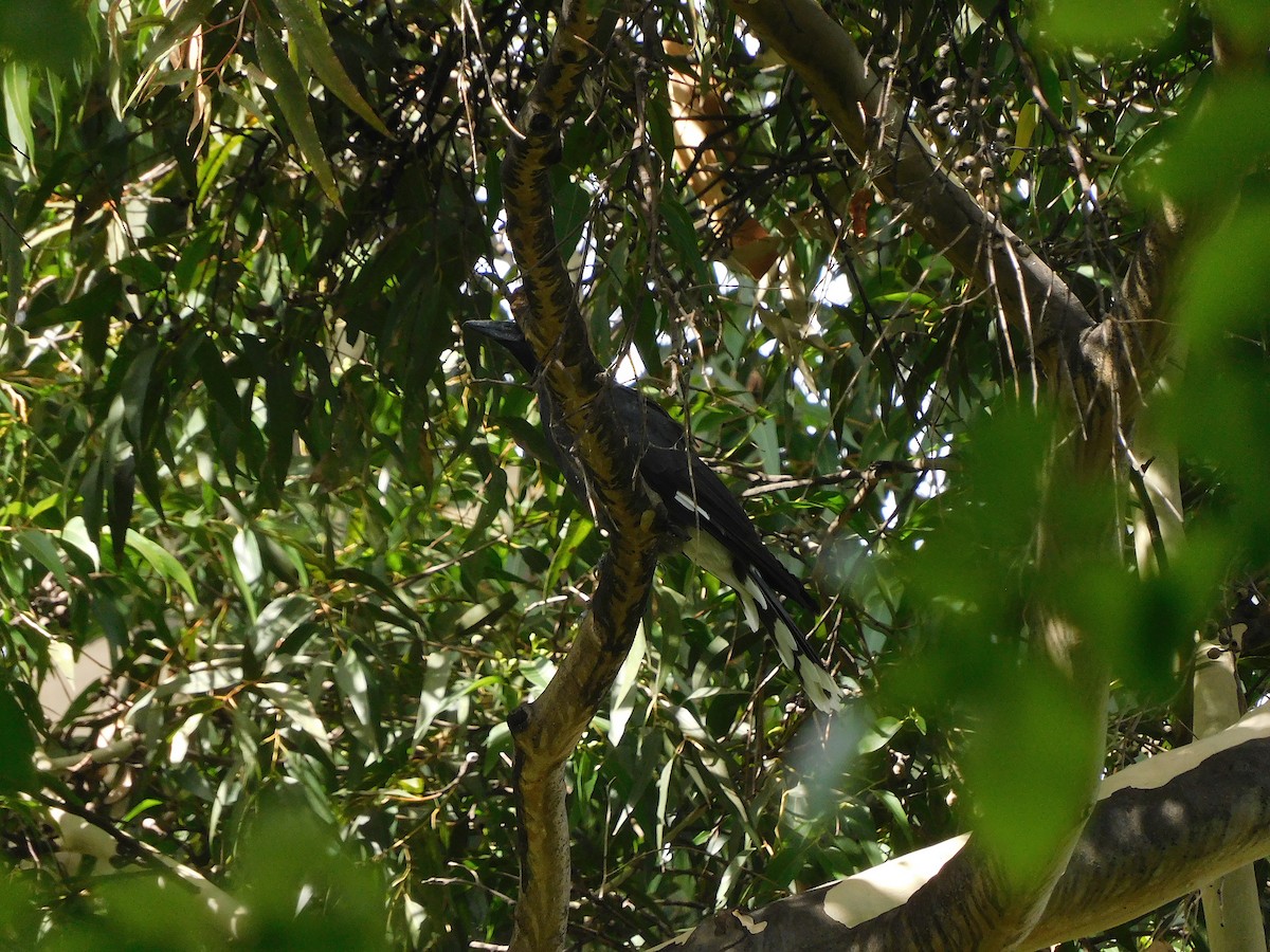 Pied Currawong - ML563817971