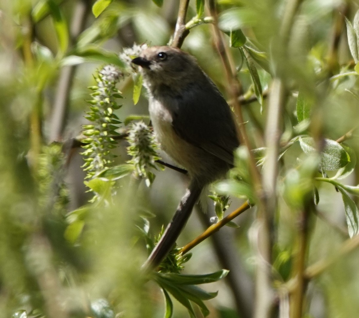 Bushtit - ML563818051