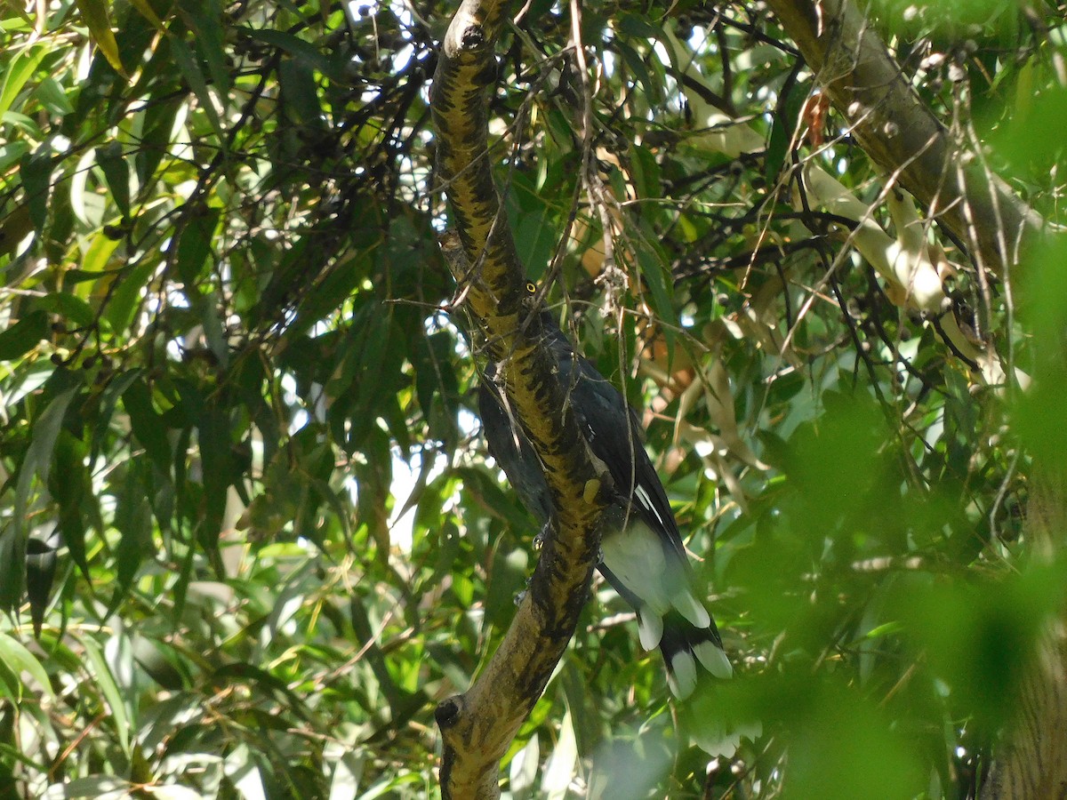 Pied Currawong - ML563818081