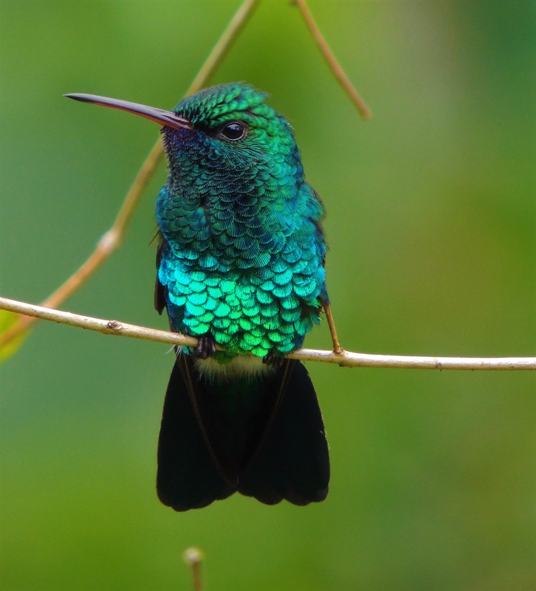 Blue-tailed Emerald - ML563818191