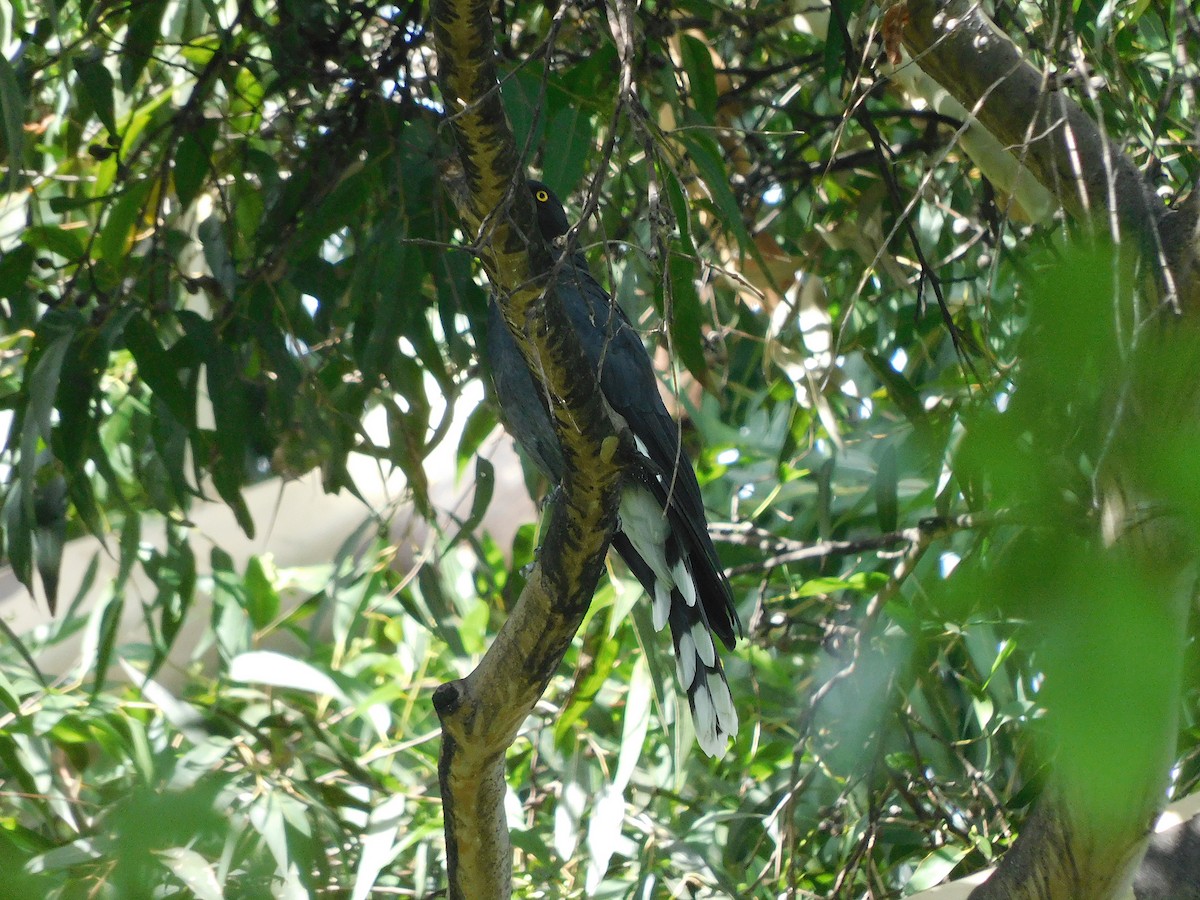 Pied Currawong - ML563818311