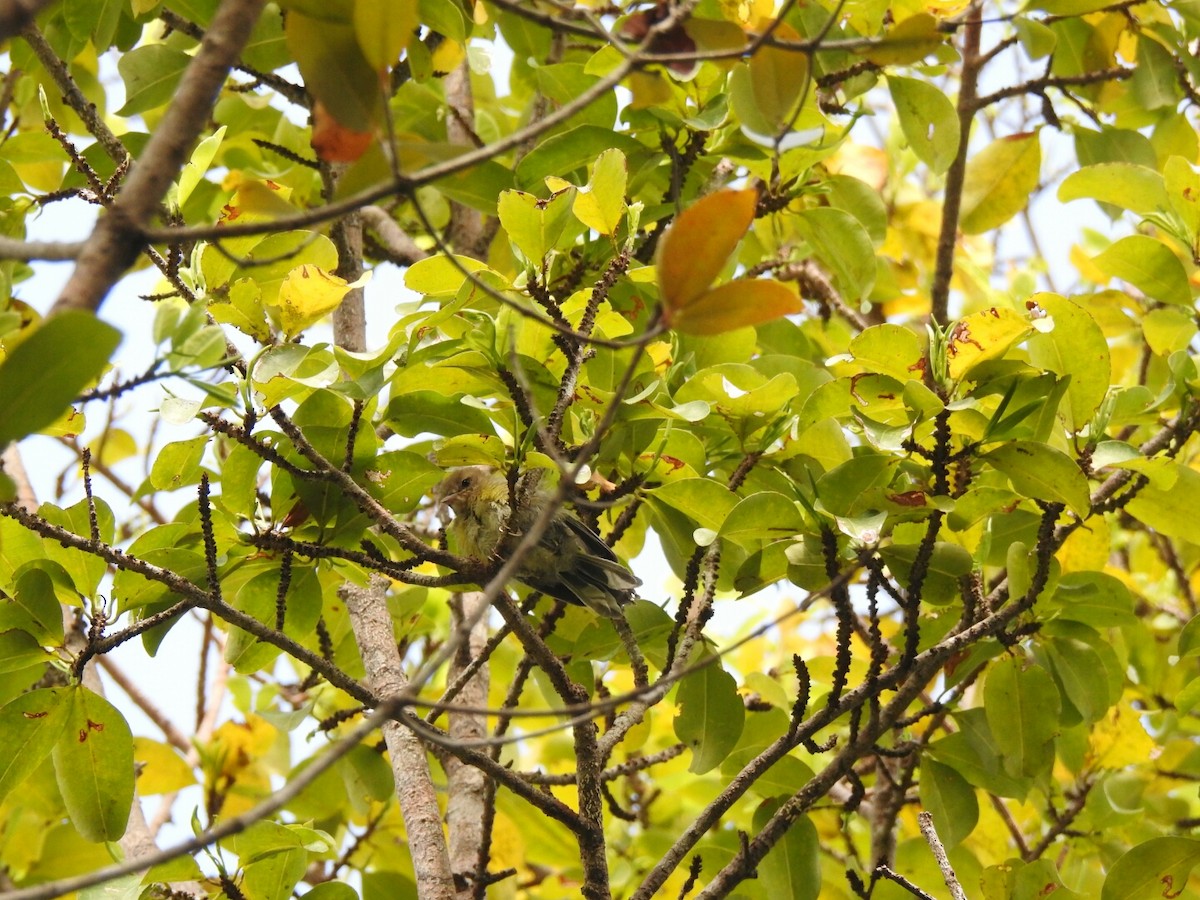 ub. spurvefugl (Passeriformes sp.) - ML56381961