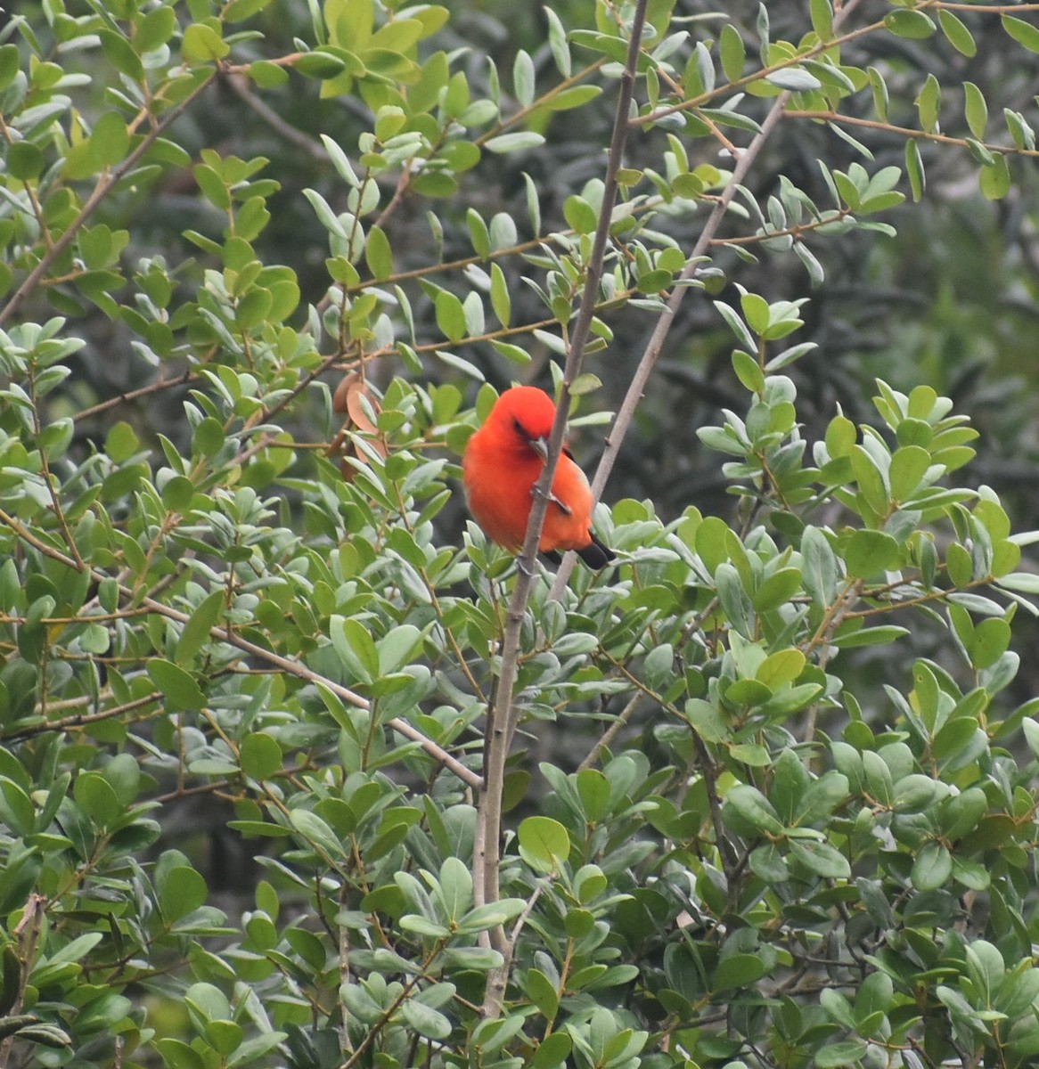 Scarlet Tanager - ML563819631