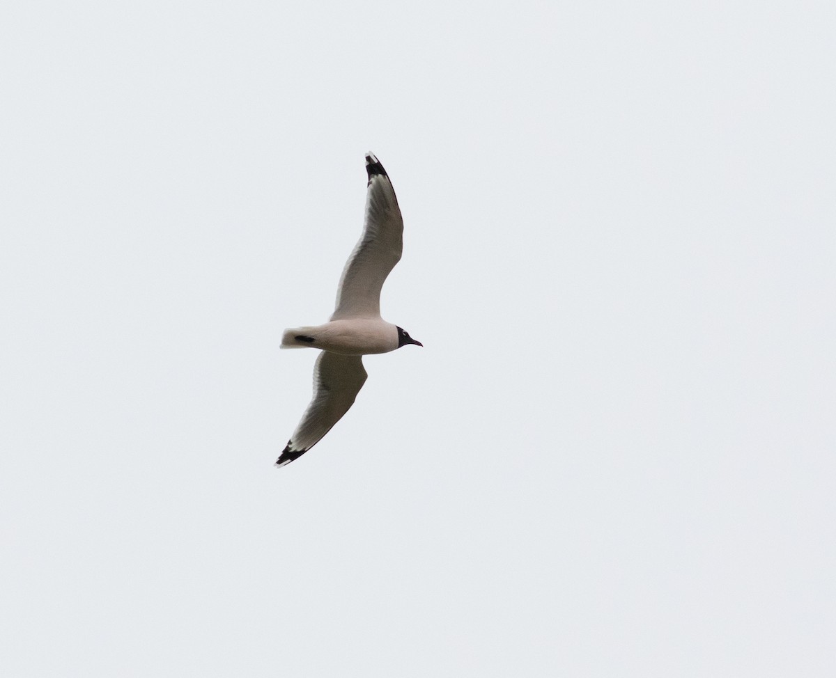 Franklin's Gull - Kyle Bardwell