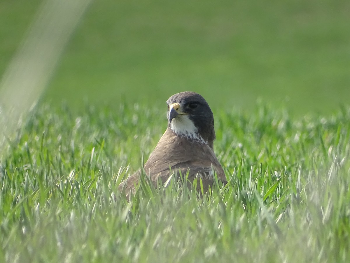 Swainson's Hawk - ML563820371