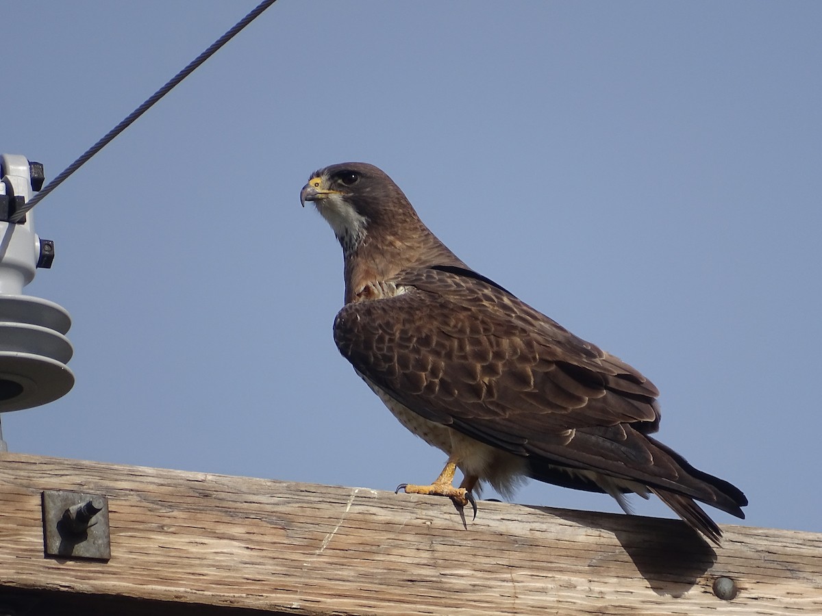 Swainson's Hawk - ML563820381