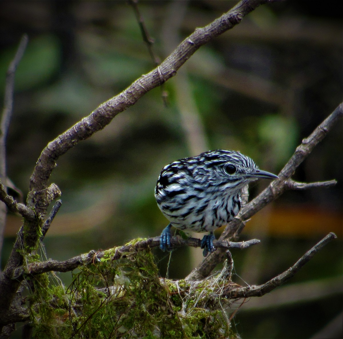 Amazonian Streaked-Antwren - ML563820431