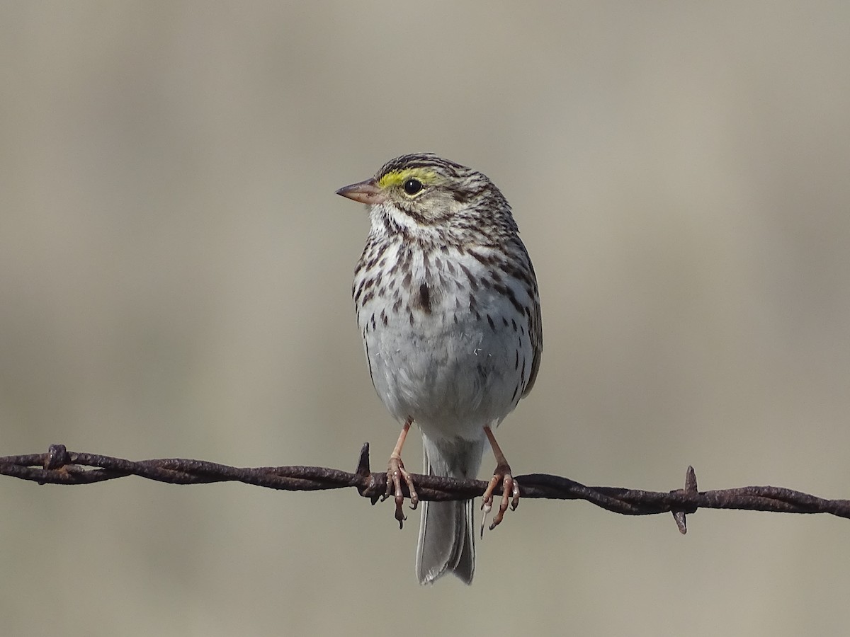 Savannah Sparrow - ML563820651