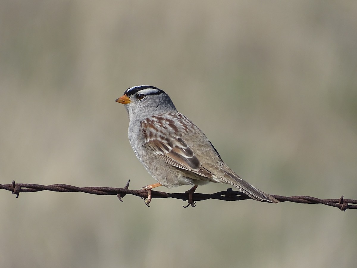 Bruant à couronne blanche - ML563820981