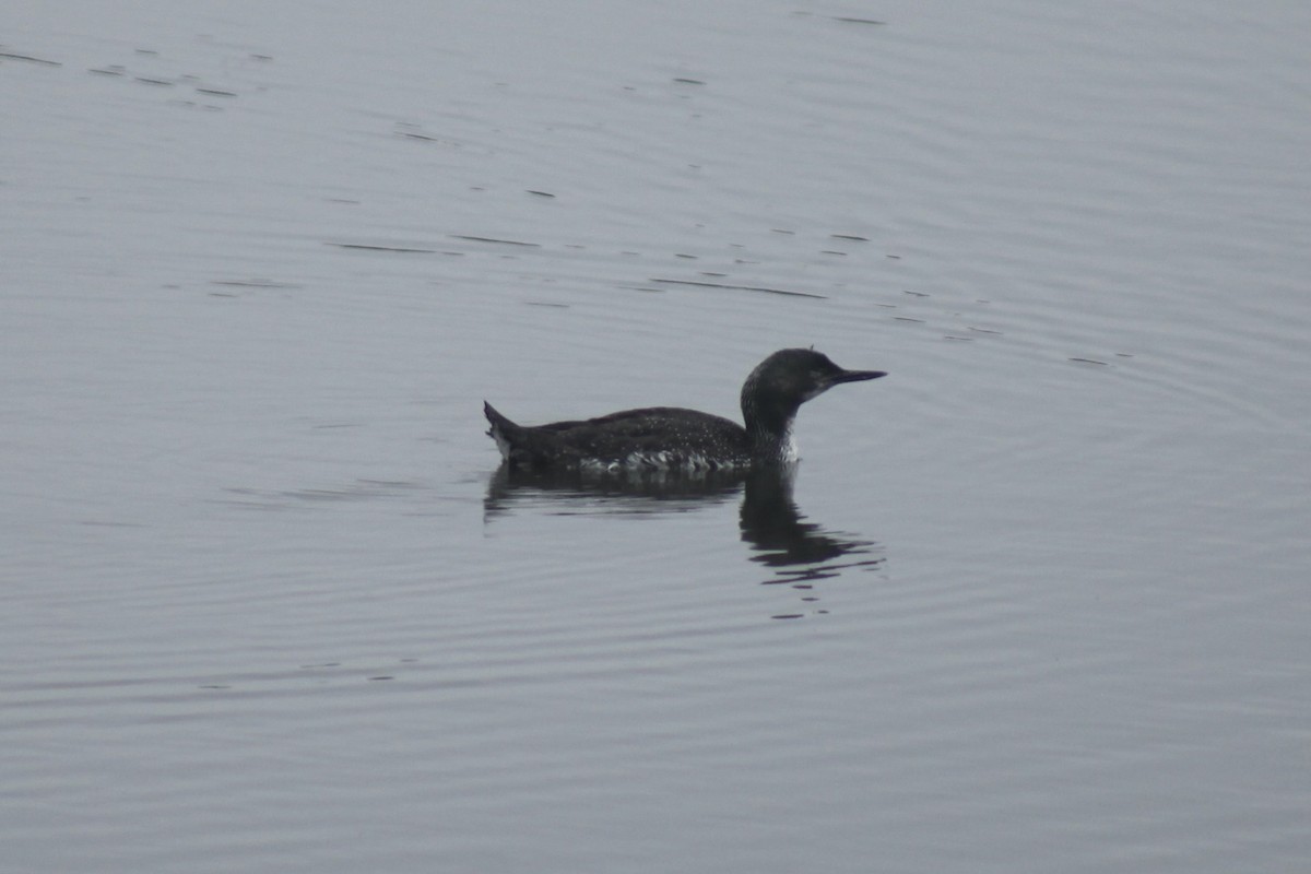 Red-throated Loon - ML563821461