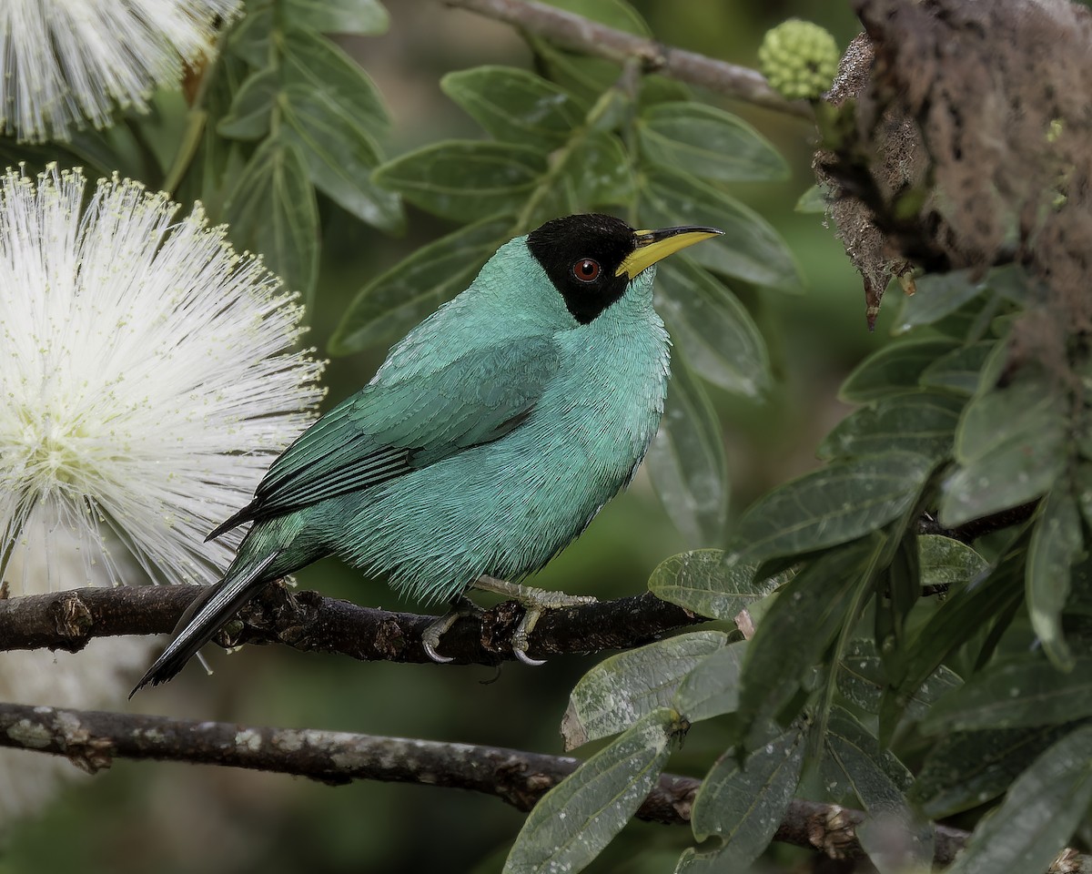 Green Honeycreeper - ML563822411