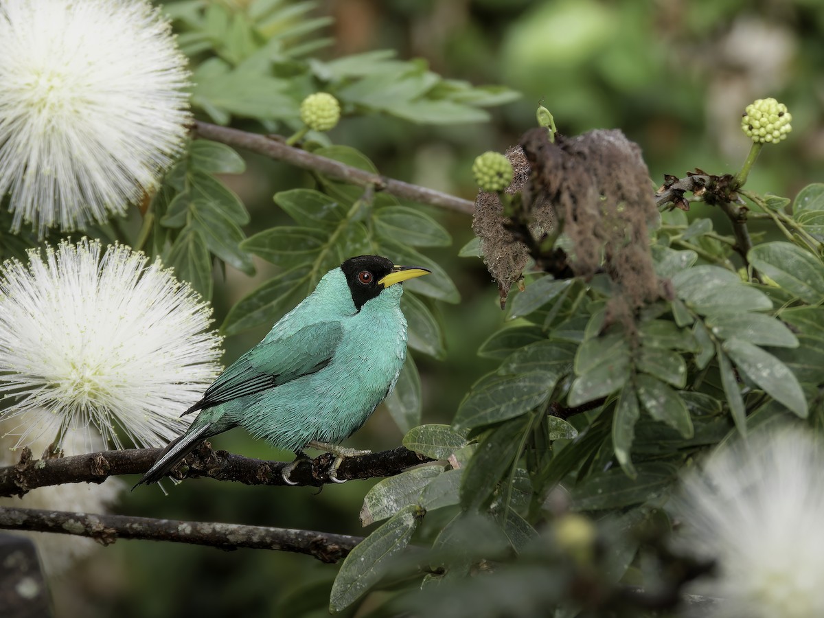 Green Honeycreeper - ML563822421