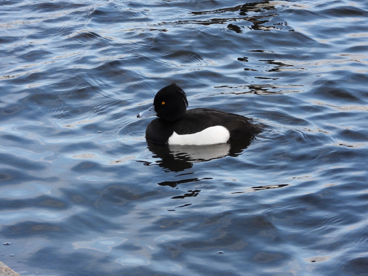 Tufted Duck - ML563822501