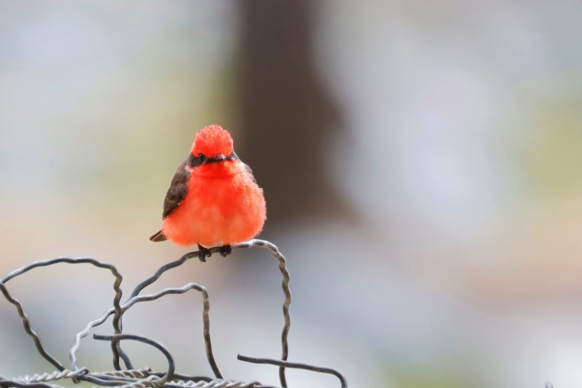 Vermilion Flycatcher - ML563823281