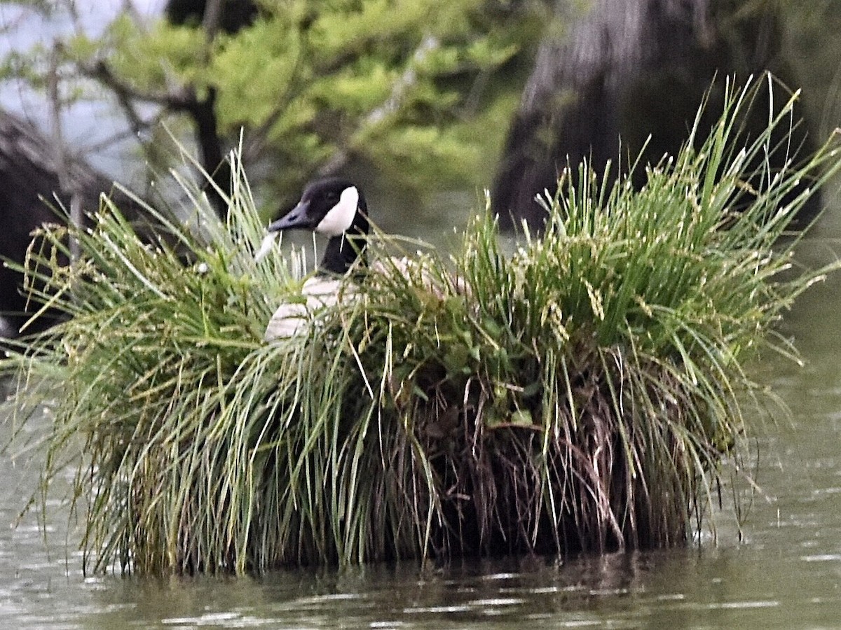 Canada Goose - ML563824221