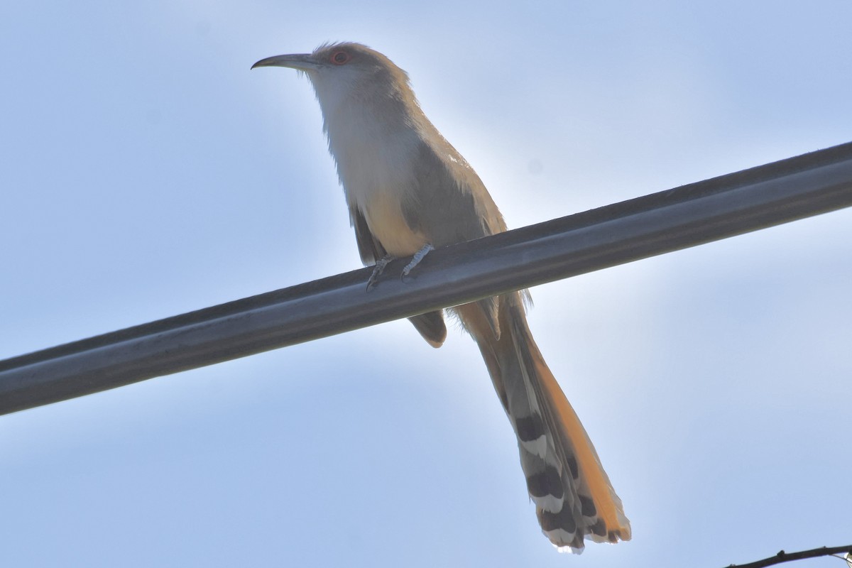 Great Lizard-Cuckoo - ML563824541