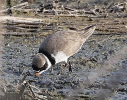 Semipalmated Plover - ML563824851