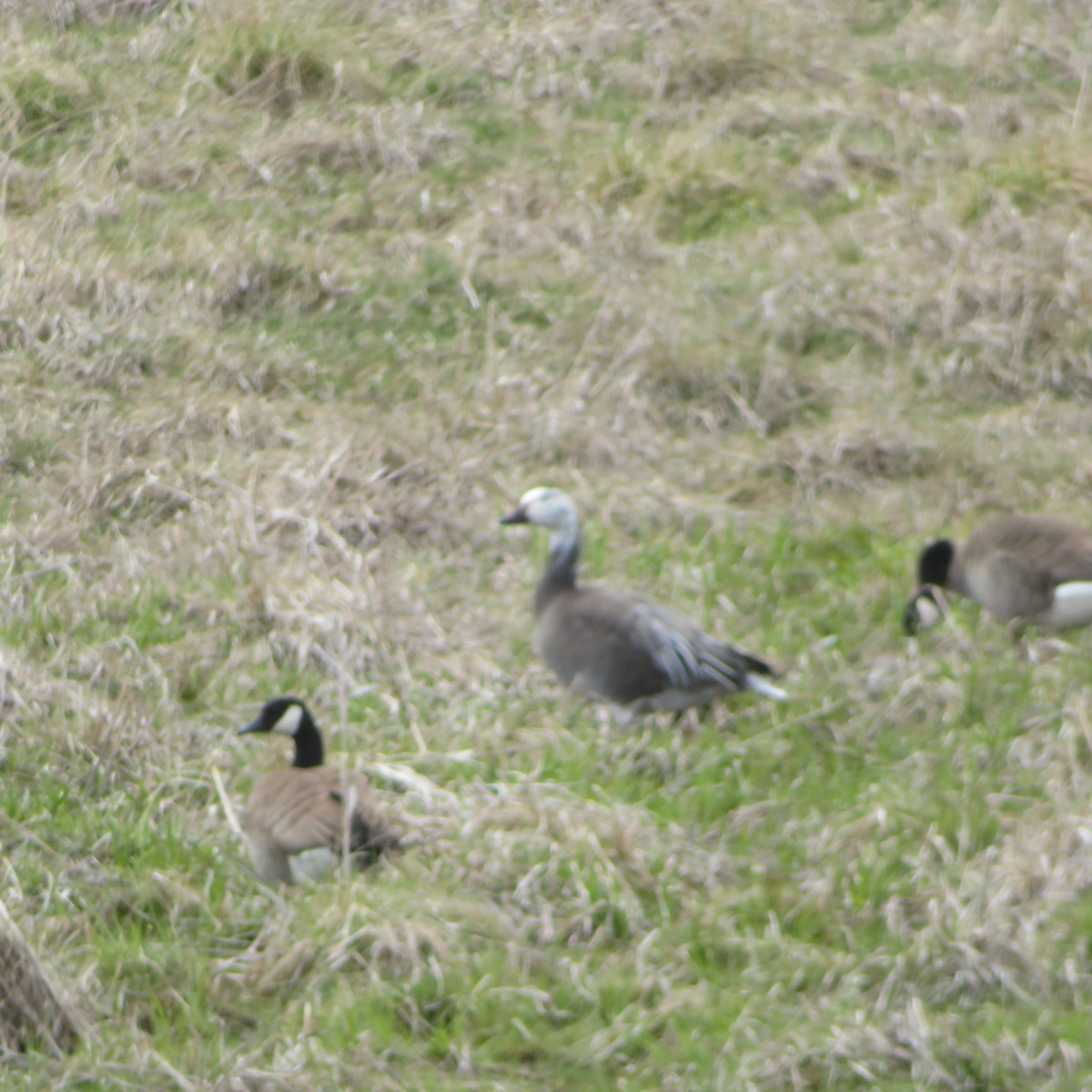 Snow Goose - Vincent Agnesi