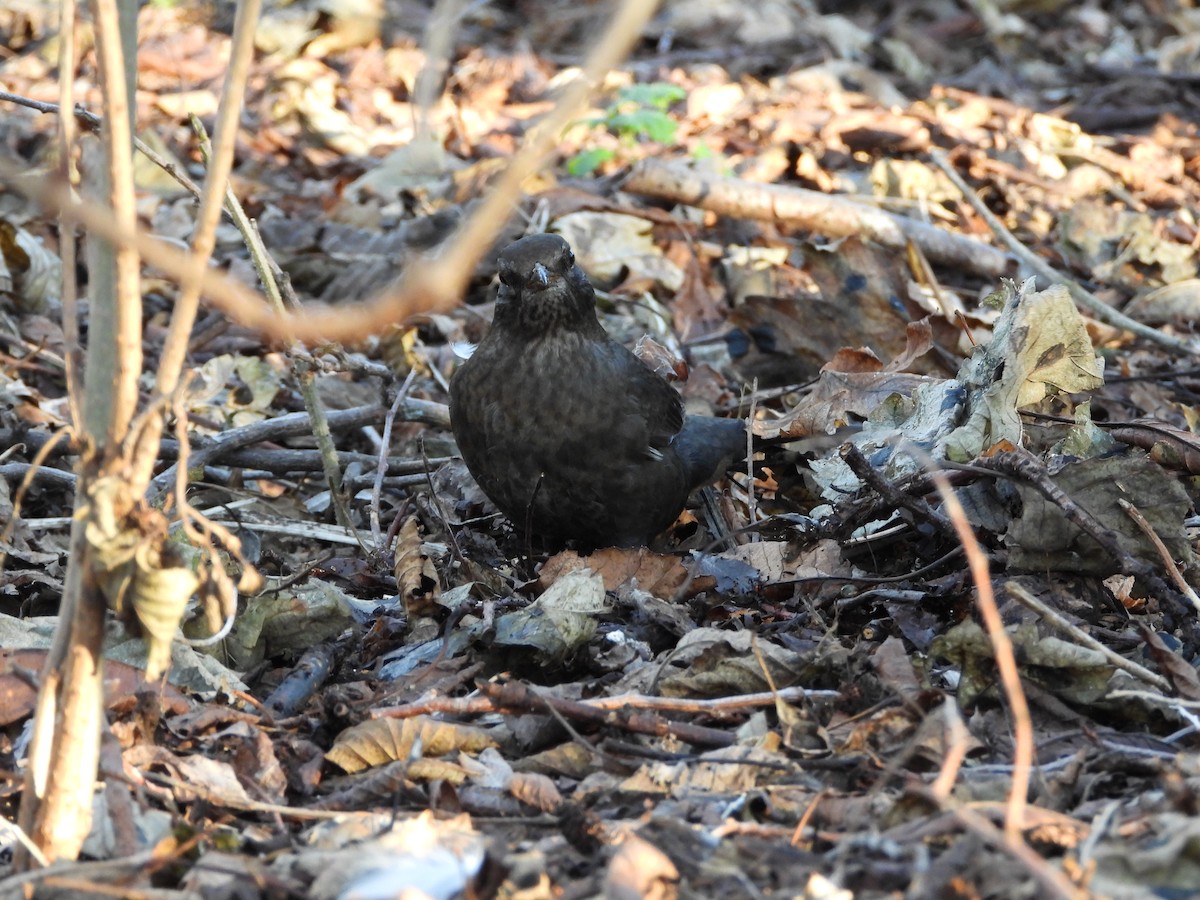 Eurasian Blackbird - ML563826291