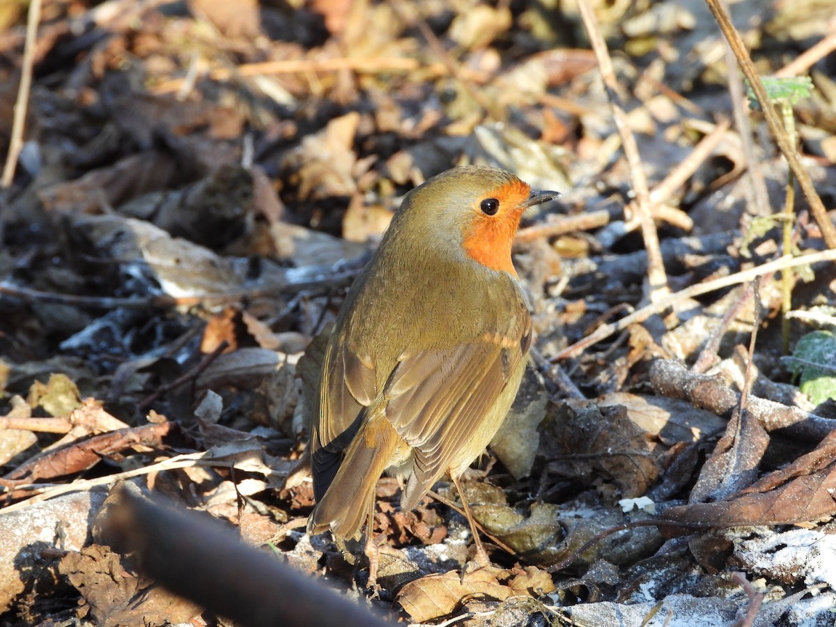 European Robin - ML563826331