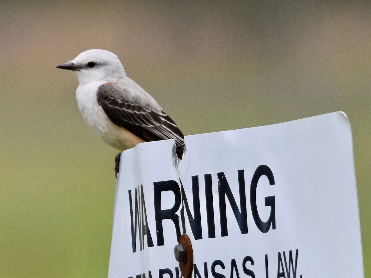 Scissor-tailed Flycatcher - ML563826391