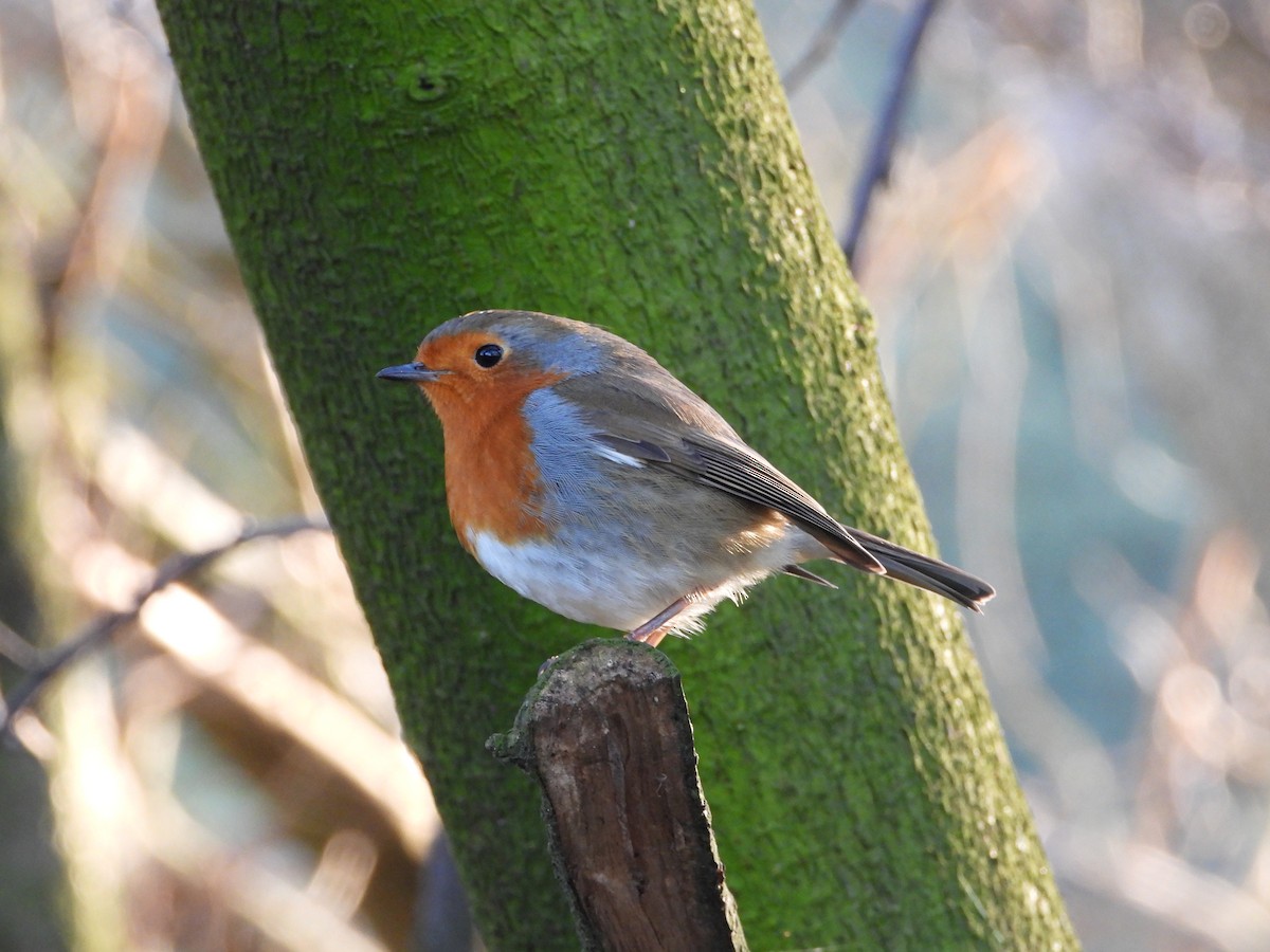 European Robin - Zhuofei Lu