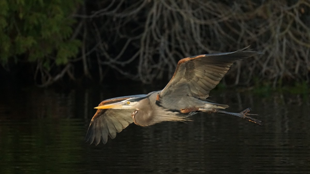 Great Blue Heron - ML563826981