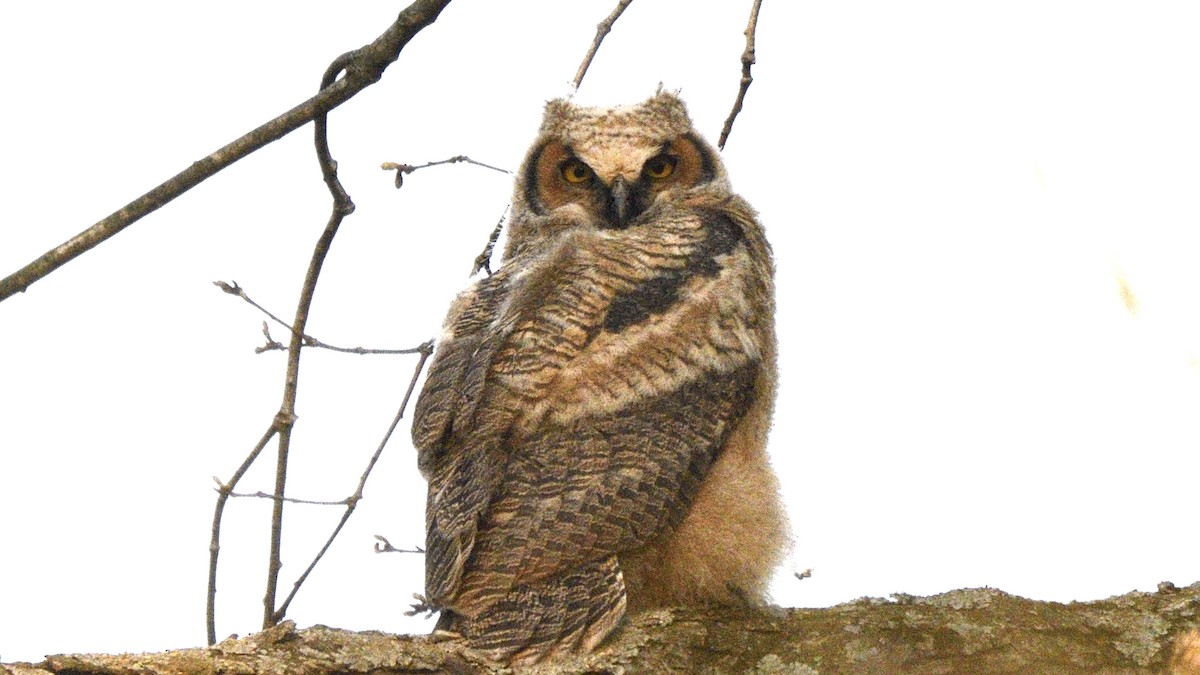Great Horned Owl - ML563827091