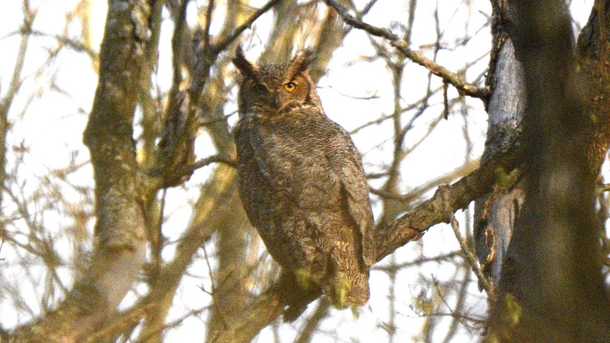 Great Horned Owl - ML563827101