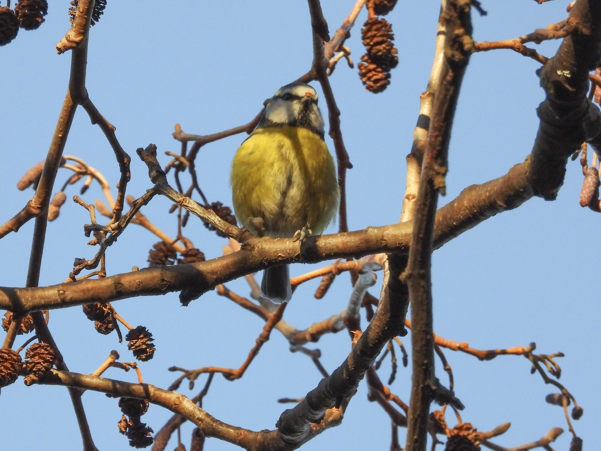 Eurasian Blue Tit - ML563828041