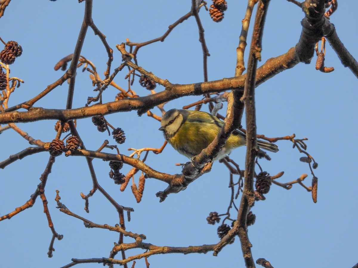 Eurasian Blue Tit - Zhuofei Lu