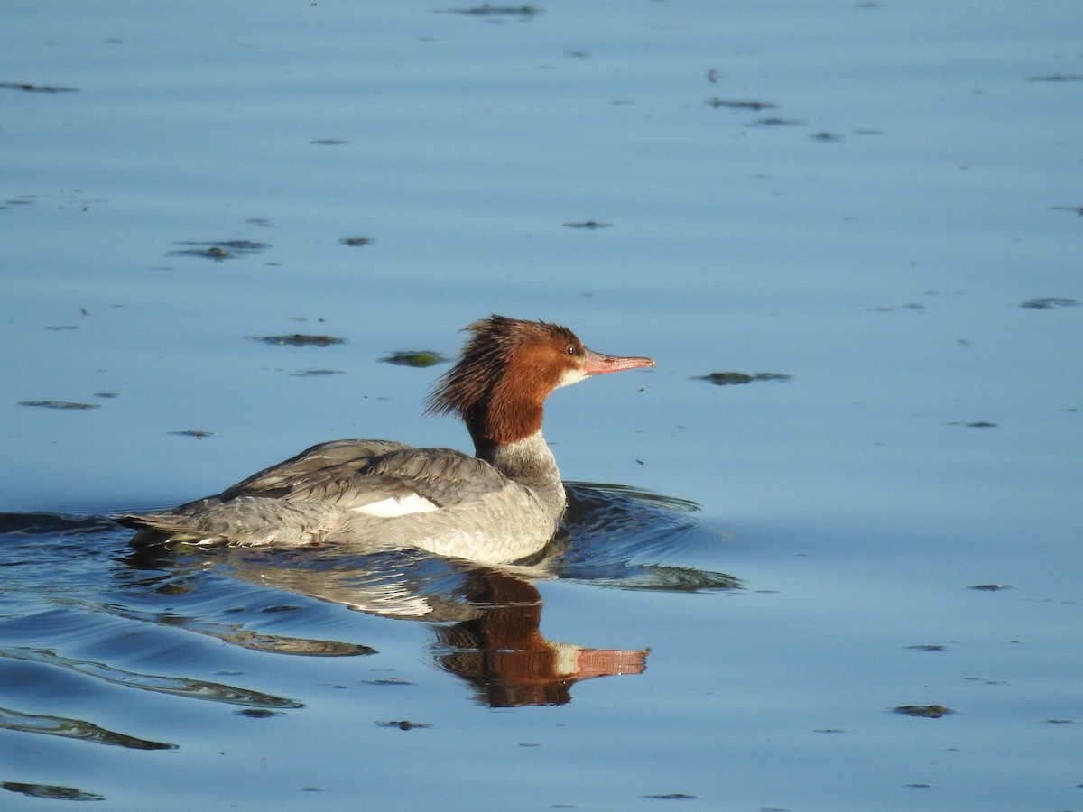 Common Merganser - Darlene  Peterson