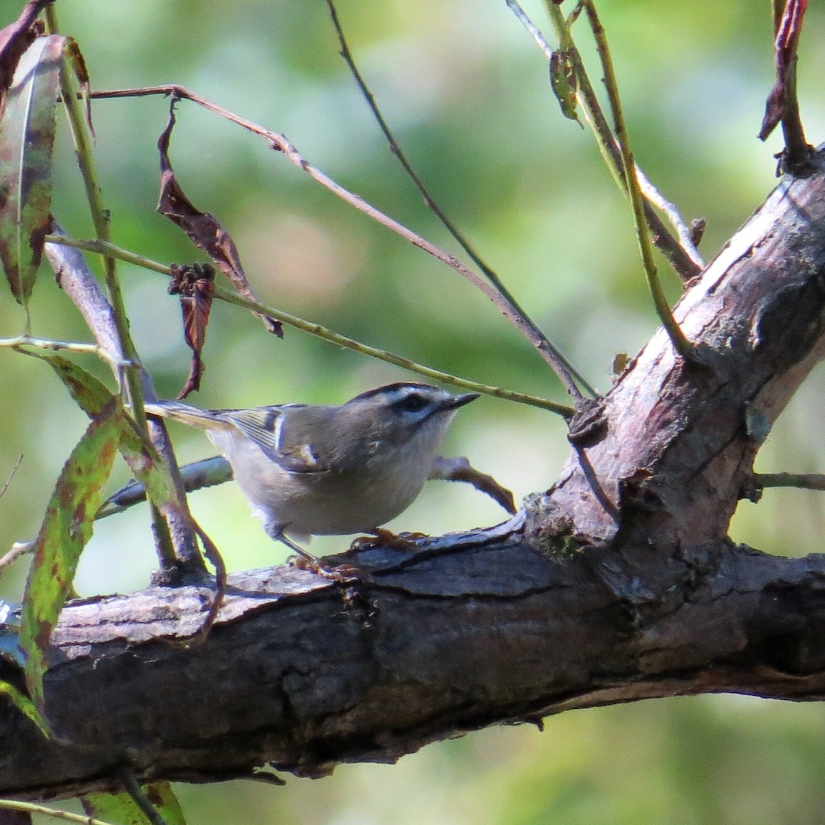 Golden-crowned Kinglet - ML56382821