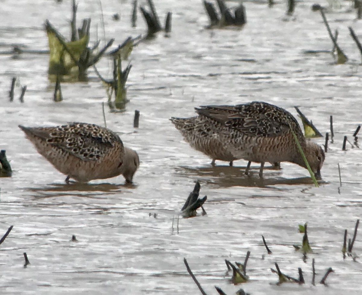 Long-billed Dowitcher - ML563829281