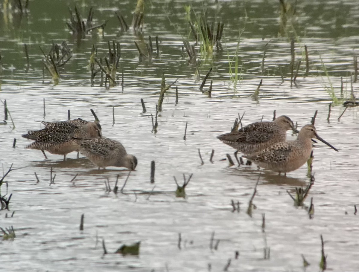 Long-billed Dowitcher - ML563829301