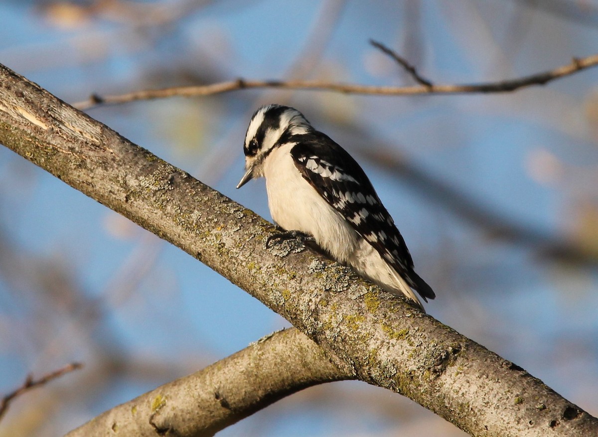 Downy Woodpecker - ML563829811