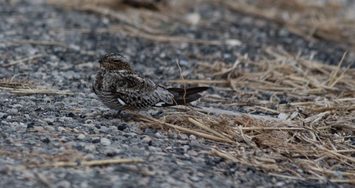 Common Nighthawk - ML563830221