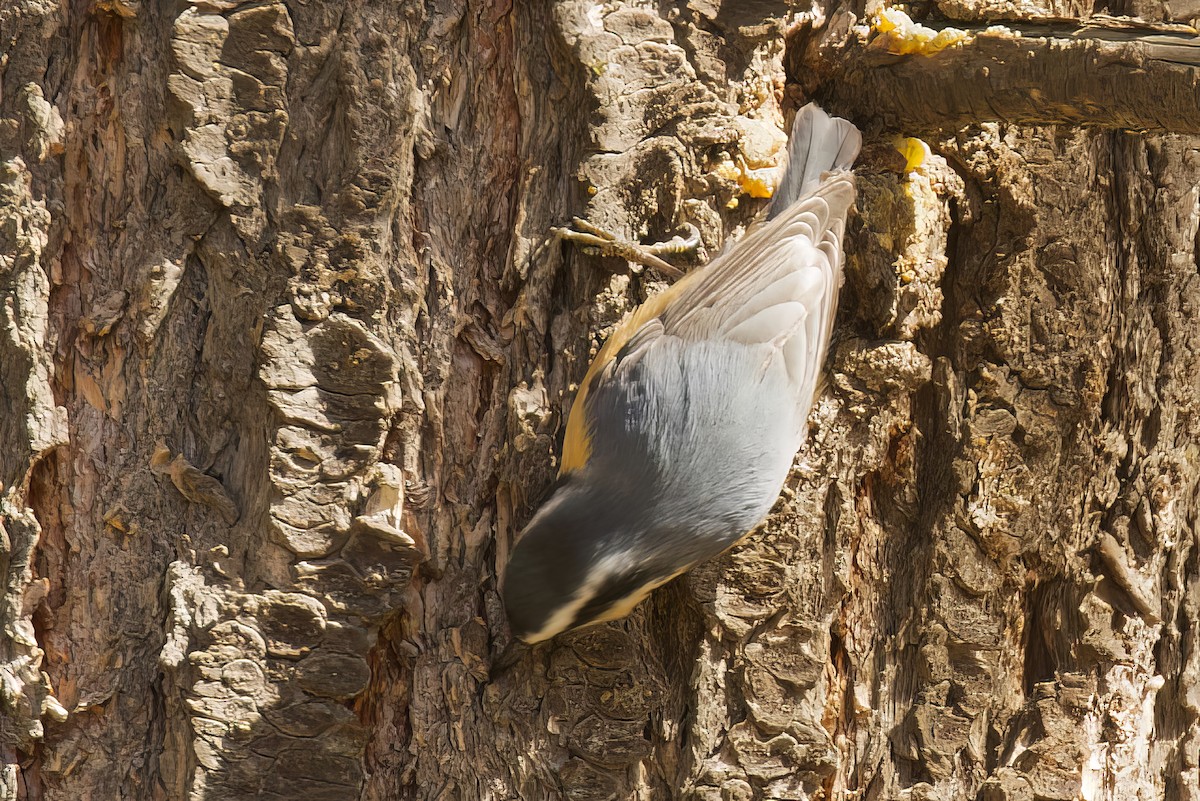Red-breasted Nuthatch - ML563830801