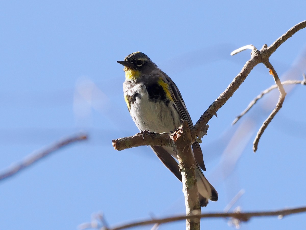 Yellow-rumped Warbler (Audubon's) - ML563831631