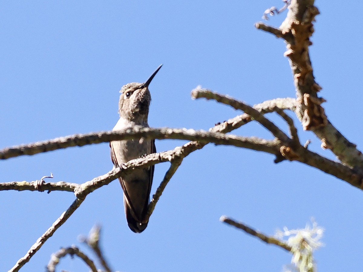 Anna's Hummingbird - ML563831761