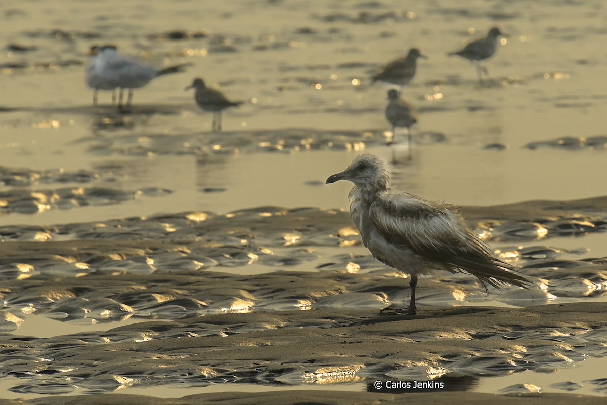 Herring Gull - Carlos Jenkins