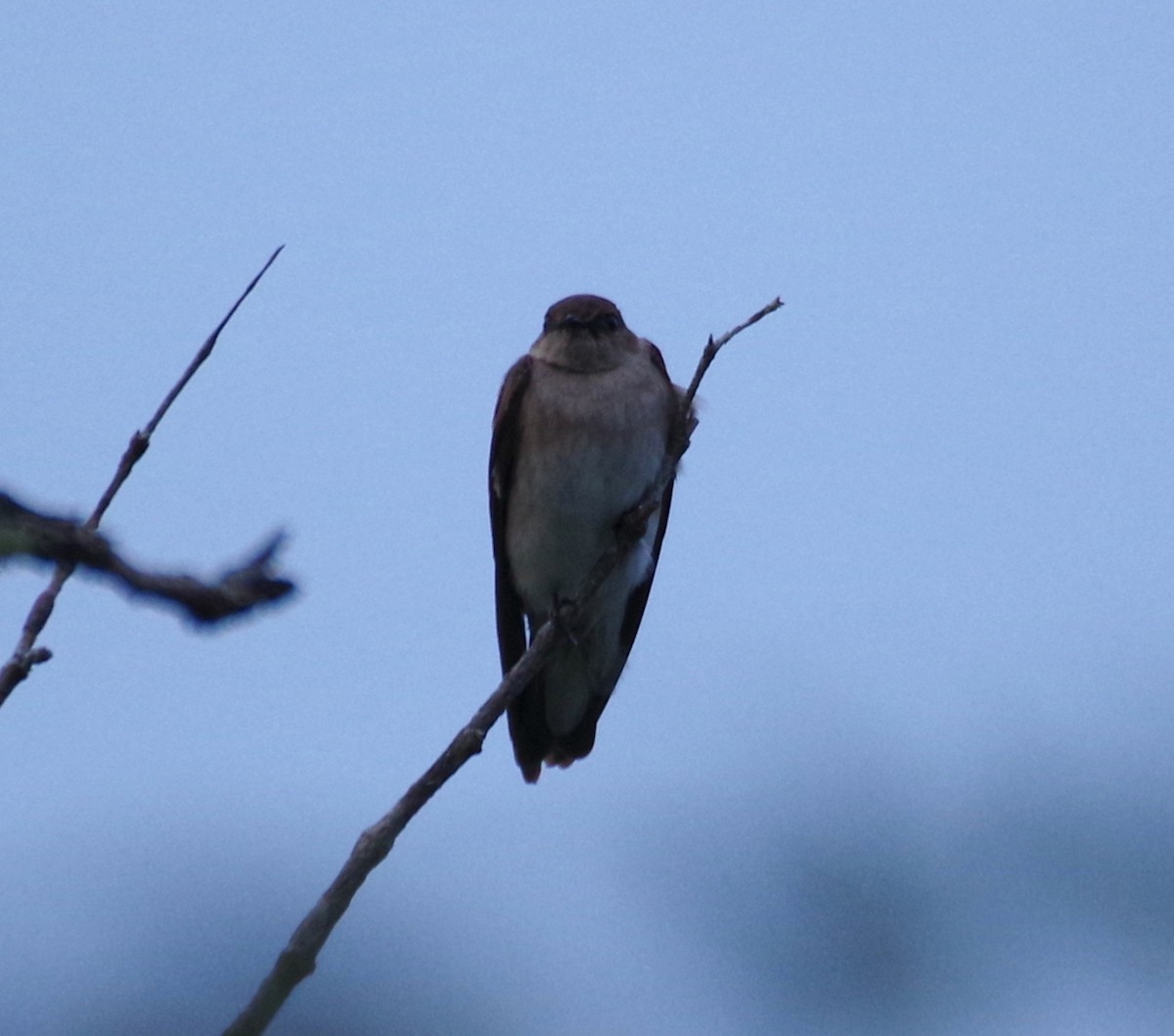 Североамериканская ласточка - ML563832281